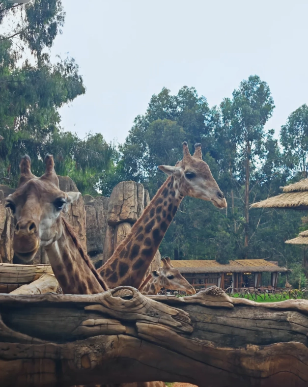 Kunming wildlife park Kunming wildlife park