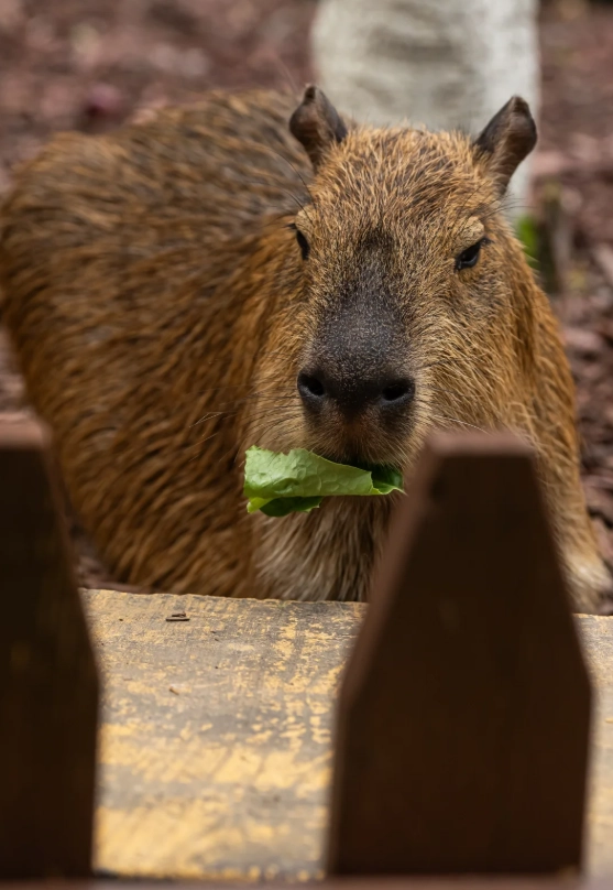 Dalian Forest Zoo hours Dalian Forest Zoo hours