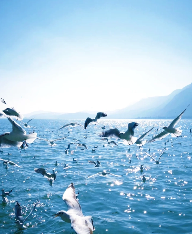 Dianchi Lake itinerary half day Dianchi Lake itinerary half day