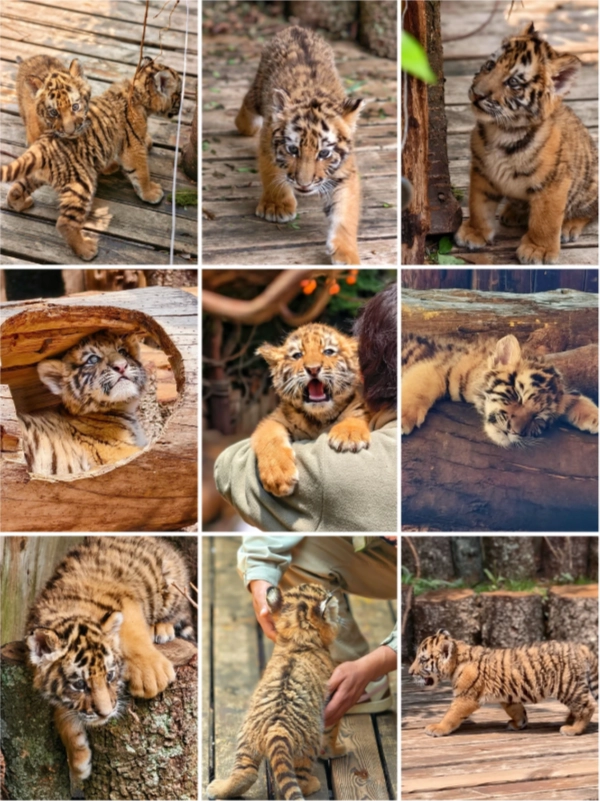how to book Yunnan Wildlife Park tickets how to book Yunnan Wildlife Park tickets