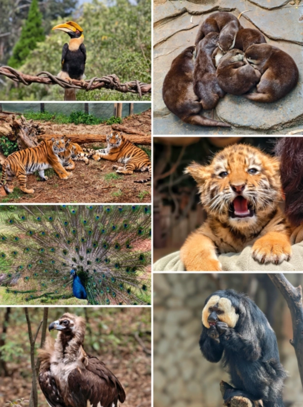 Yunnan Wildlife Park Tickets: Skip Queues & Save Big