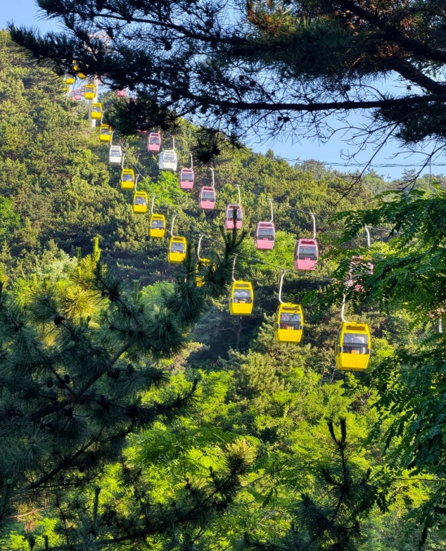 Dalian Forest Zoo Cable Car: Save Time & Avoid Crowds