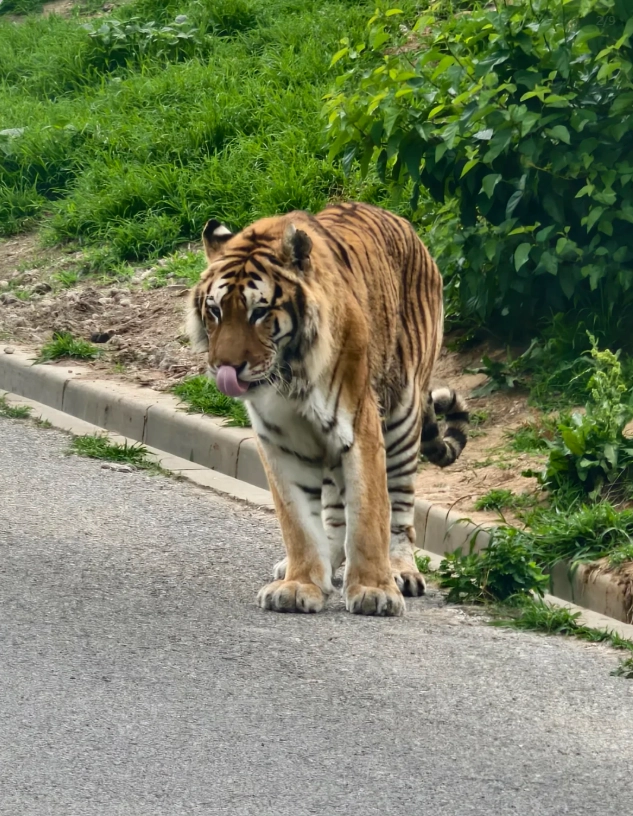 Best Time to Visit Dalian Forest Zoo: Beat the Crowds & Save Money