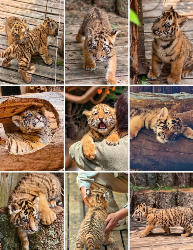 Yunnan Wildlife Park tickets Yunnan Wildlife Park tickets