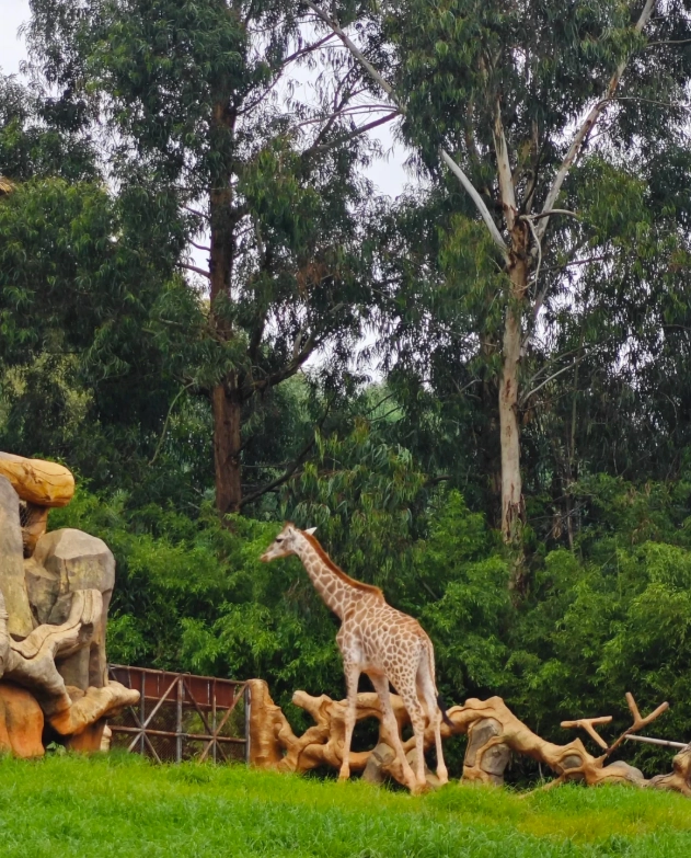 Yunnan Wildlife Park animals Yunnan Wildlife Park animals