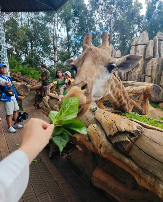 Yunnan Wildlife Park: Insider Tips for Foreign Visitors