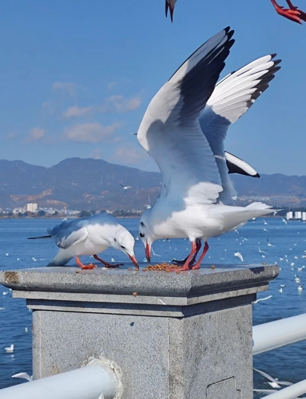 Dianchi Lake ticket prices
