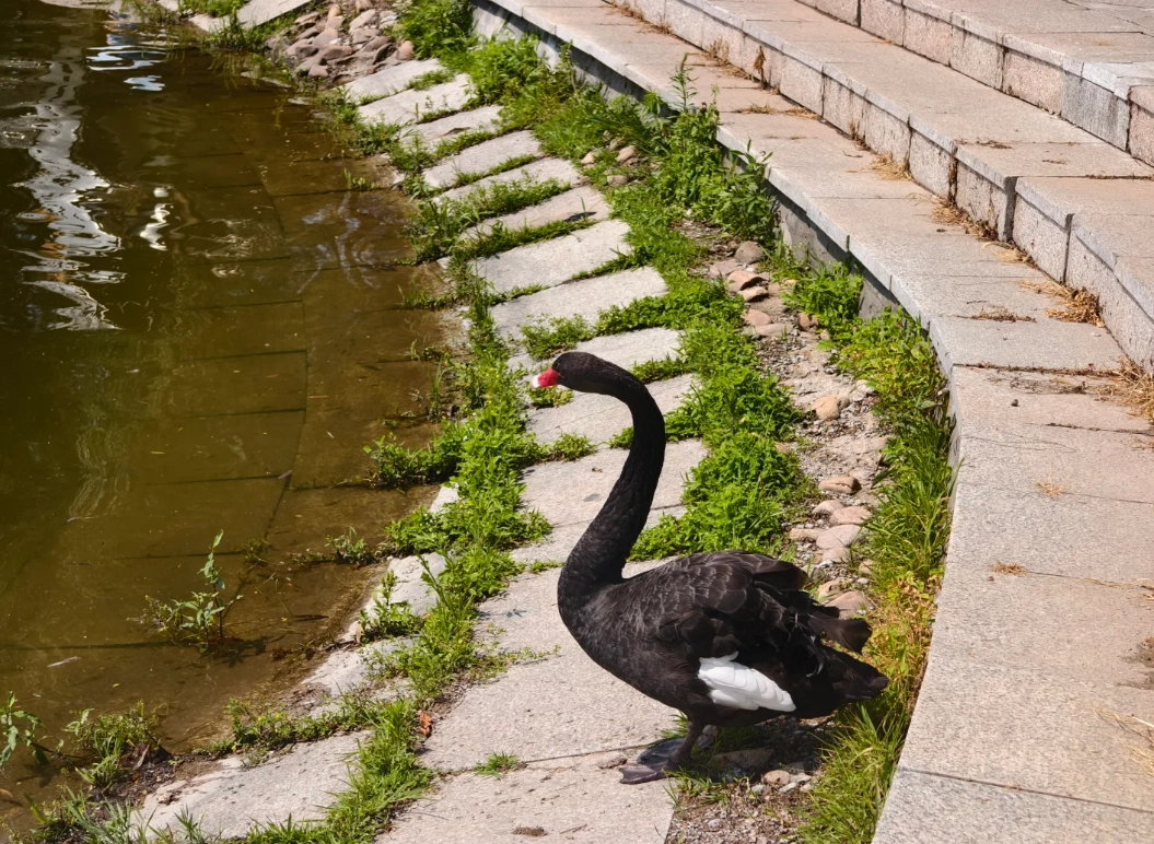 changchun sculpture park tickets changchun sculpture park tickets