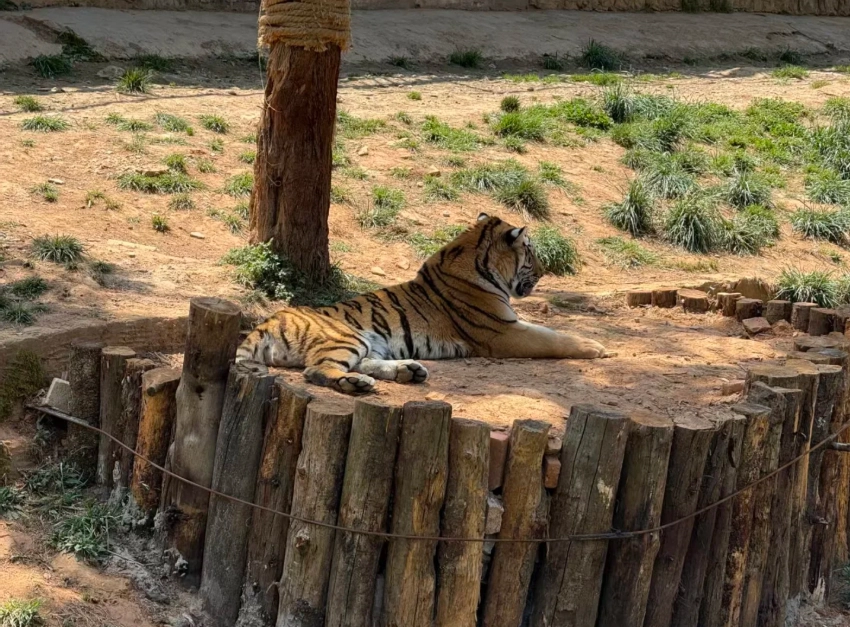 Yunnan Wildlife Park animals Yunnan Wildlife Park animals