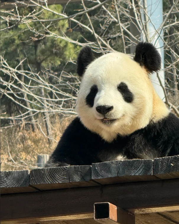 Dalian Forest Zoo Guided Tour: Insider Tips to Beat Crowds