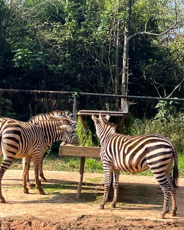 Wildlife park ticket prices Wildlife park ticket prices