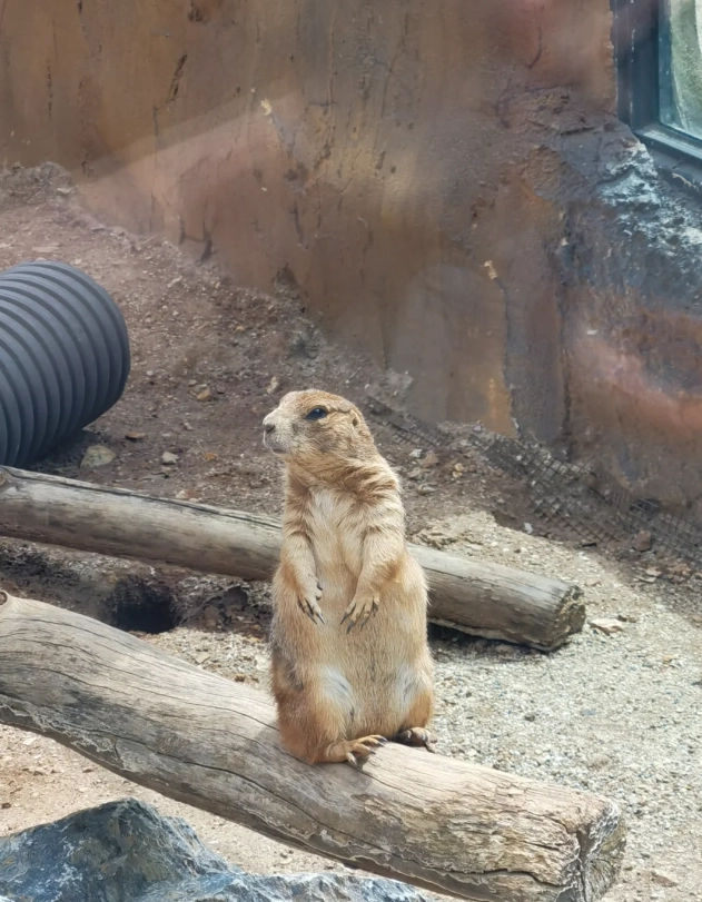 Dalian Forest Zoo price Dalian Forest Zoo price
