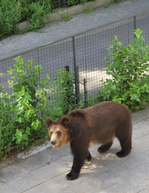 Dalian Forest Zoo tips Dalian Forest Zoo tips