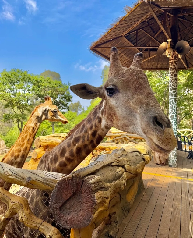 Yunnan Wildlife Park photography tips Yunnan Wildlife Park photography tips