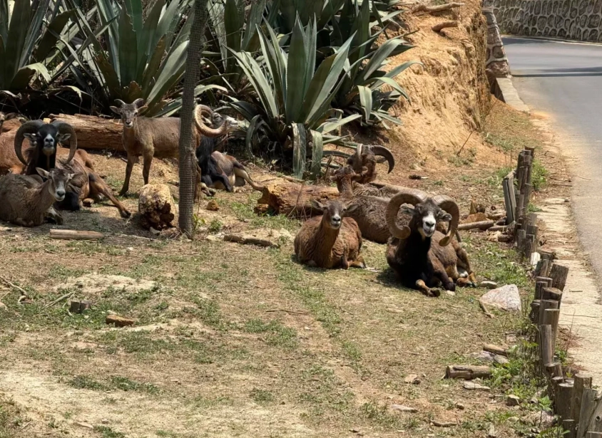 Yunnan Wildlife Park: Smart Tips for Foreign Travelers