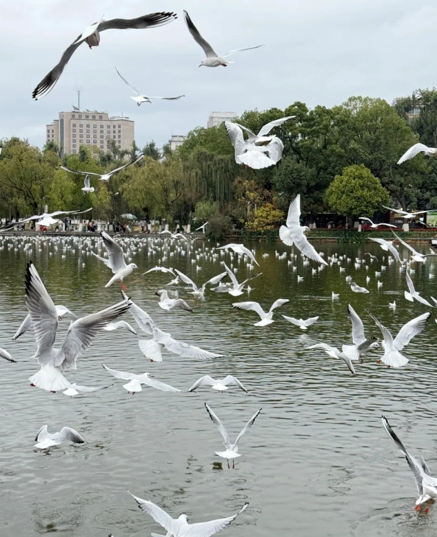 Kunming seagulls Kunming seagulls