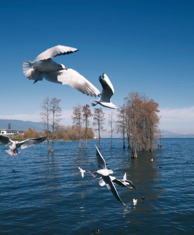 when to go to Erhai Lake when to go to Erhai Lake