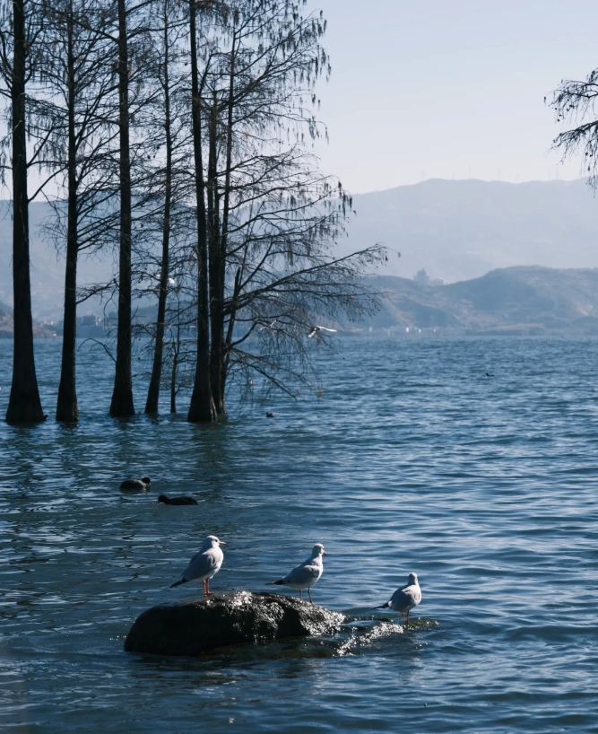 Erhai Lake crowd calendar Erhai Lake crowd calendar