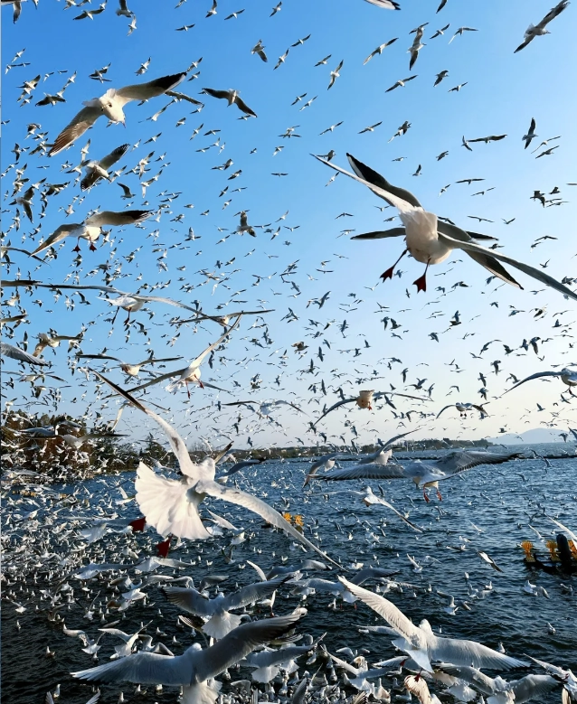 where to see seagulls in Kunming where to see seagulls in Kunming