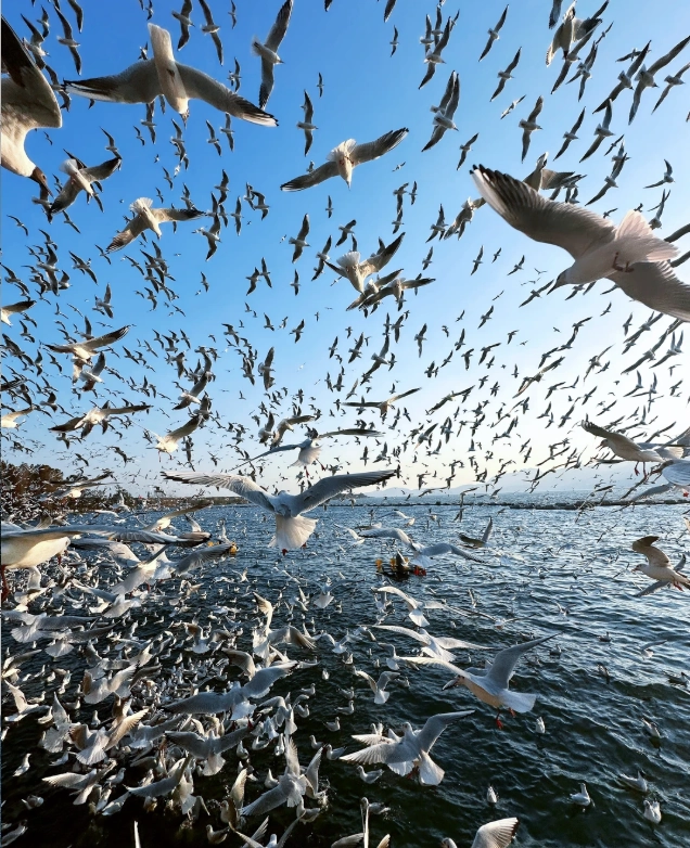 Dianchi Lake Seagulls: Best Time & Spots for Feeding in Kunming