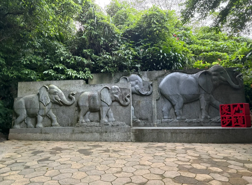 Elephant Mountain Hiking Steps: Time, Difficulty & Insider Tips