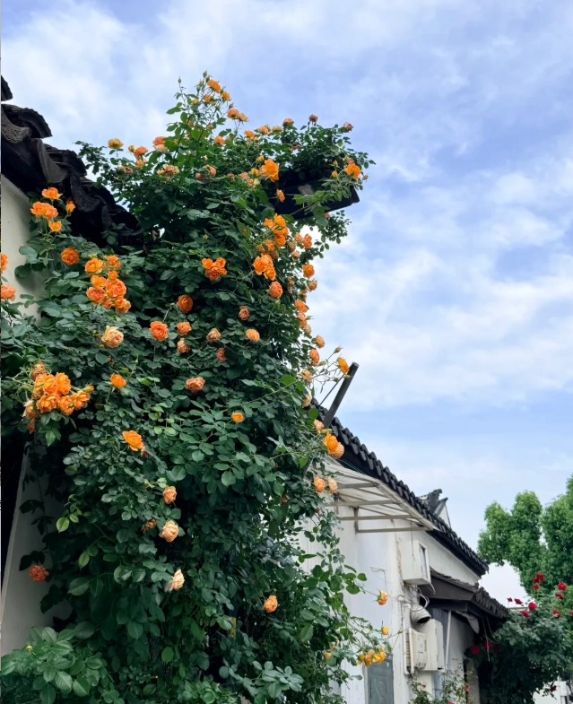 pingjiang road china pingjiang road china