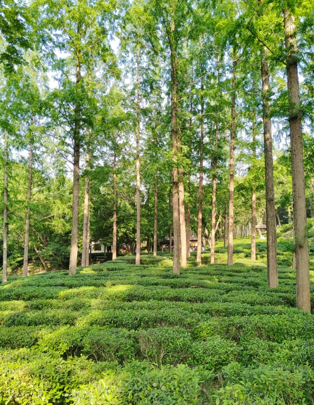 Suzhou Tiger Hill guided tour Suzhou Tiger Hill guided tour