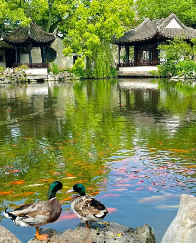 Tongli sunrise photography