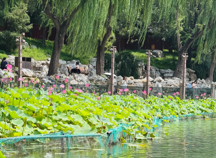 Beihai Park best time to visit