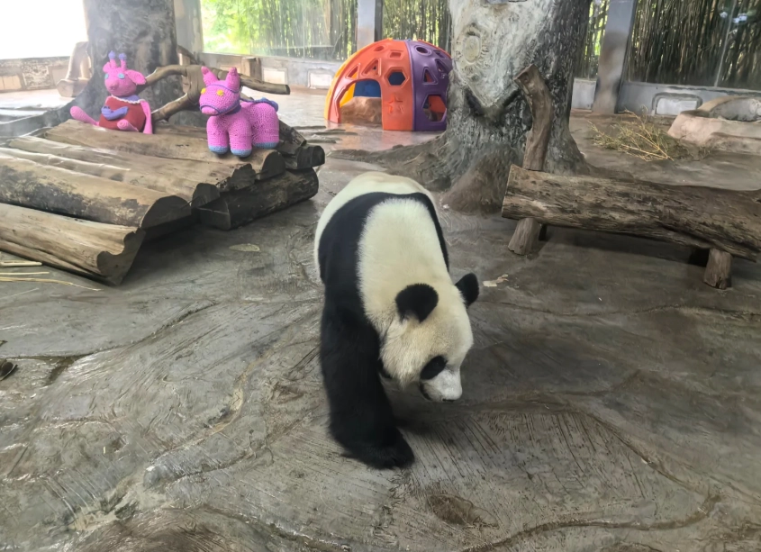 Hainan Tropical Wildlife Park: Smart Day Tour Tips