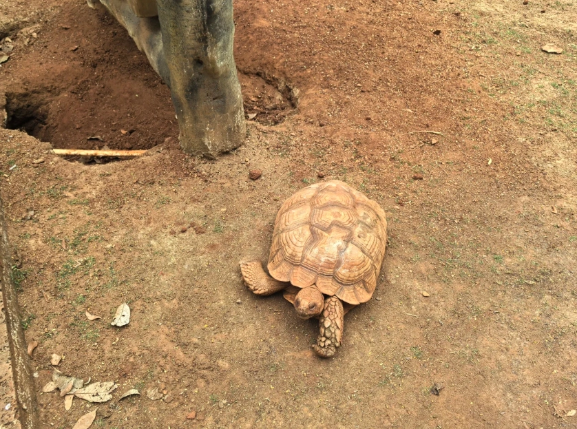 Hainan zoo tips Hainan zoo tips