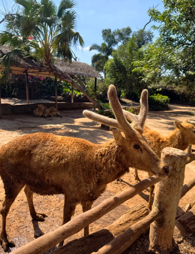Hainan Tropical Wildlife Park hours Hainan Tropical Wildlife Park hours