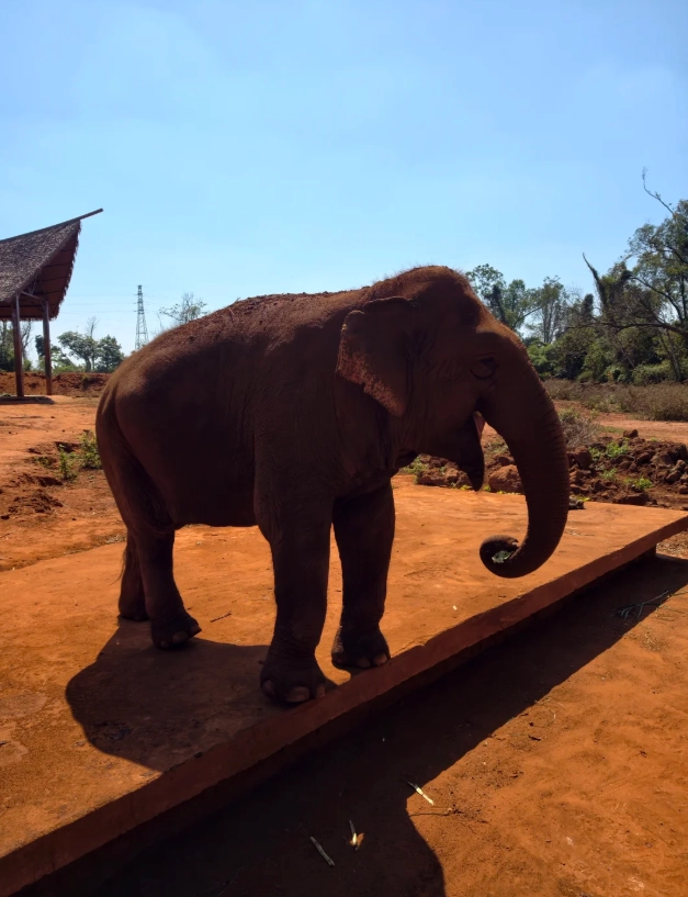 Hainan wildlife park tips Hainan wildlife park tips