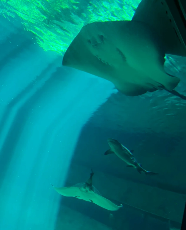 Ocean Park Hong Kong attractions Ocean Park Hong Kong attractions