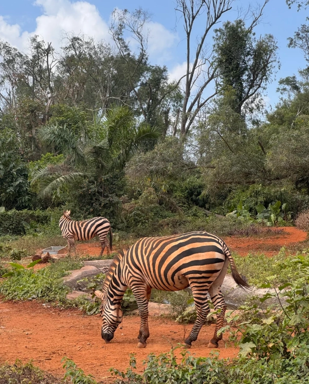 Hainan Tropical Wildlife Park: Navigate Tickets, Animal Shows & Transportation