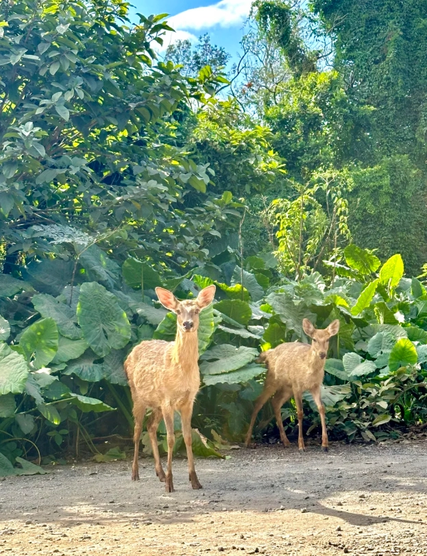 hainan wildlife park visiting hours hainan wildlife park visiting hours
