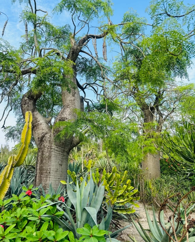 Xiamen Botanical Garden cactus area Xiamen Botanical Garden cactus area