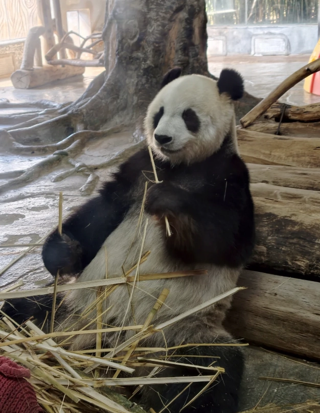 hainan tropical wildlife park tips hainan tropical wildlife park tips