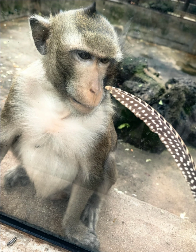 self-drive to Hainan Tropical Wildlife Park self-drive to Hainan Tropical Wildlife Park