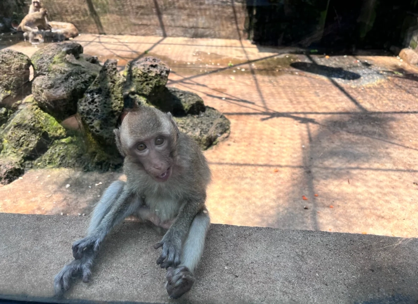 hainan tropical wildlife park tips hainan tropical wildlife park tips