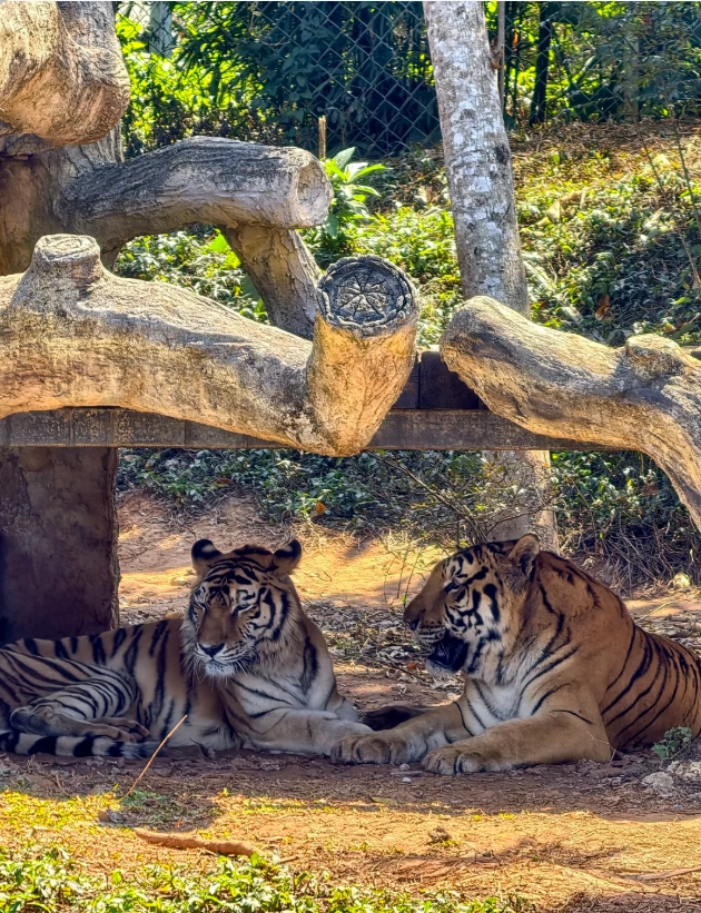 when to visit hainan zoo when to visit hainan zoo