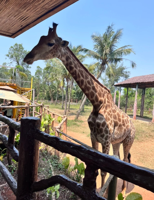 hainan tropical wildlife park tickets hainan tropical wildlife park tickets