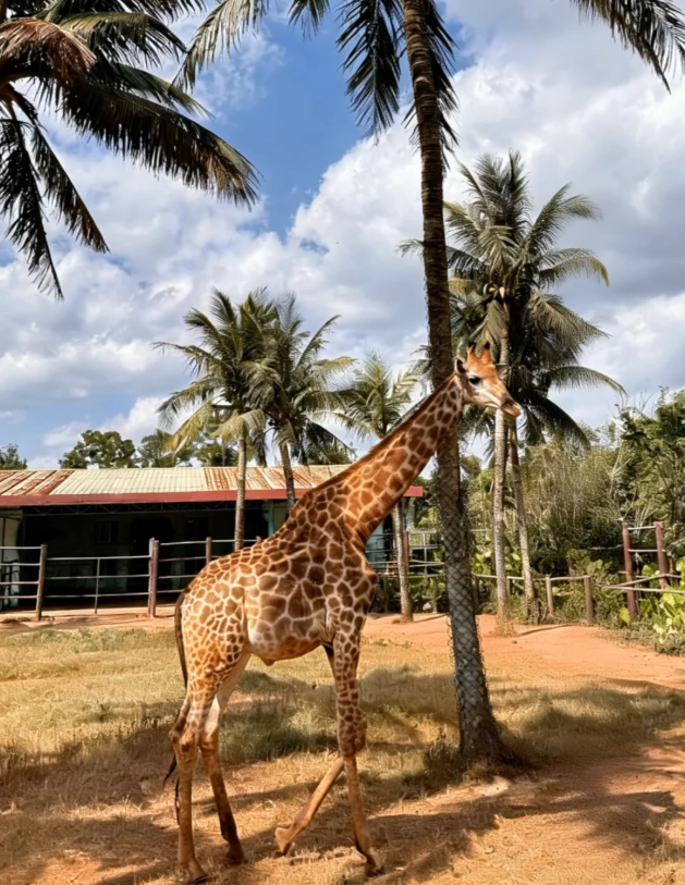 Haikou zoo guide