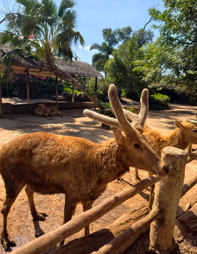 hainan tropical park tickets hainan tropical park tickets