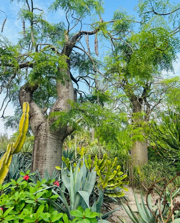 Xiamen Botanical Garden things to do Xiamen Botanical Garden things to do