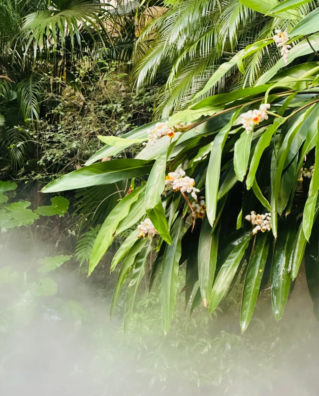 Xiamen Botanical Garden tips Xiamen Botanical Garden tips