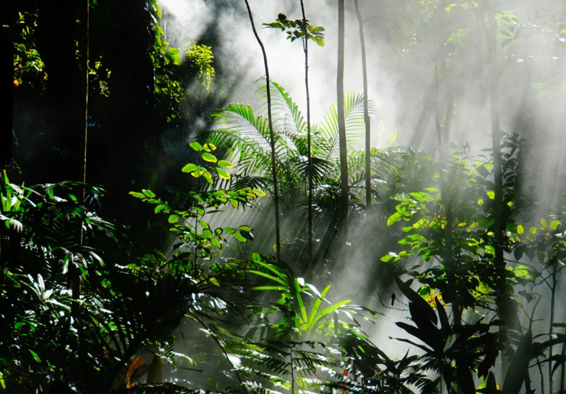 Xiamen Botanical Garden: Insider Tips to Avoid Tourist Traps