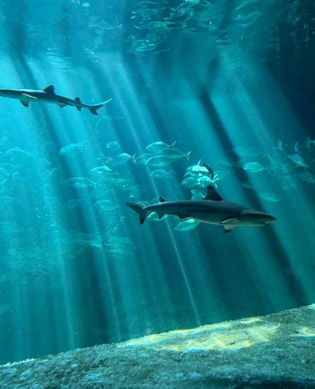 How to Get to Ocean Park Hong Kong: Skip the Crowds, Save Time