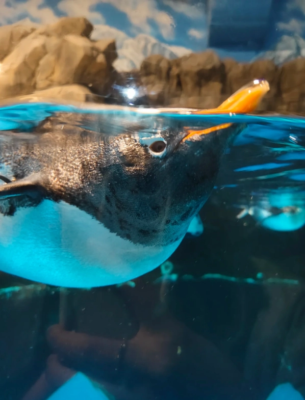 Ocean Park Hong Kong itinerary Ocean Park Hong Kong itinerary