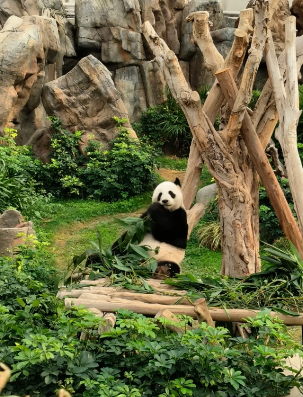 Hong Kong Ocean Park guide Hong Kong Ocean Park guide